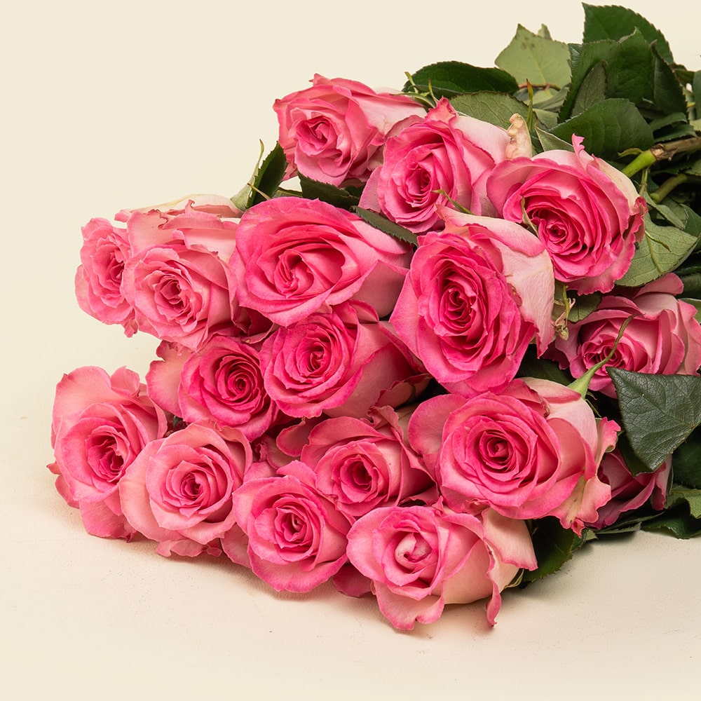 5.2 25 Light Pink Roses Bunch