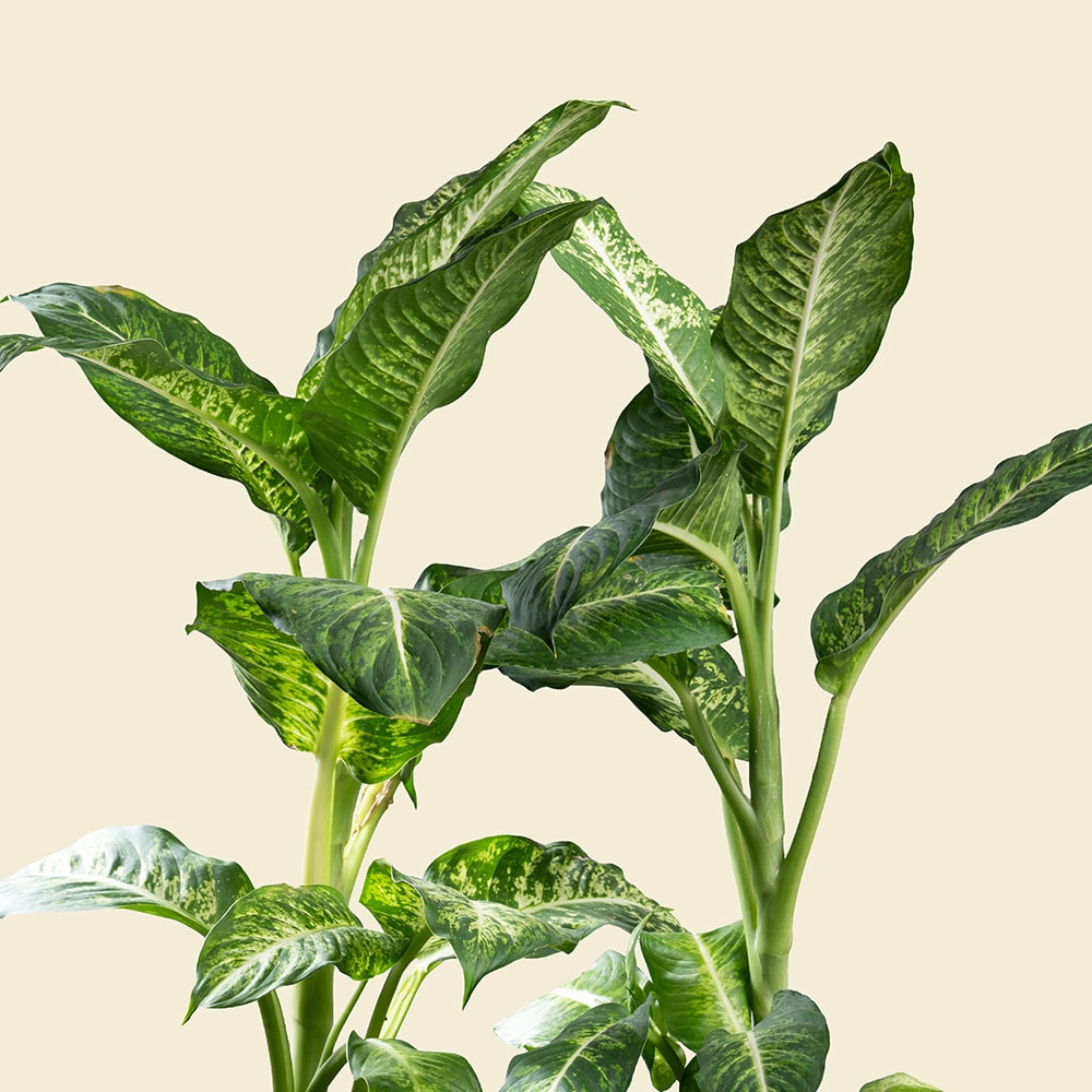 5.3 Dieffenbachia in Ellipse Poly-Lacquer Black Pot