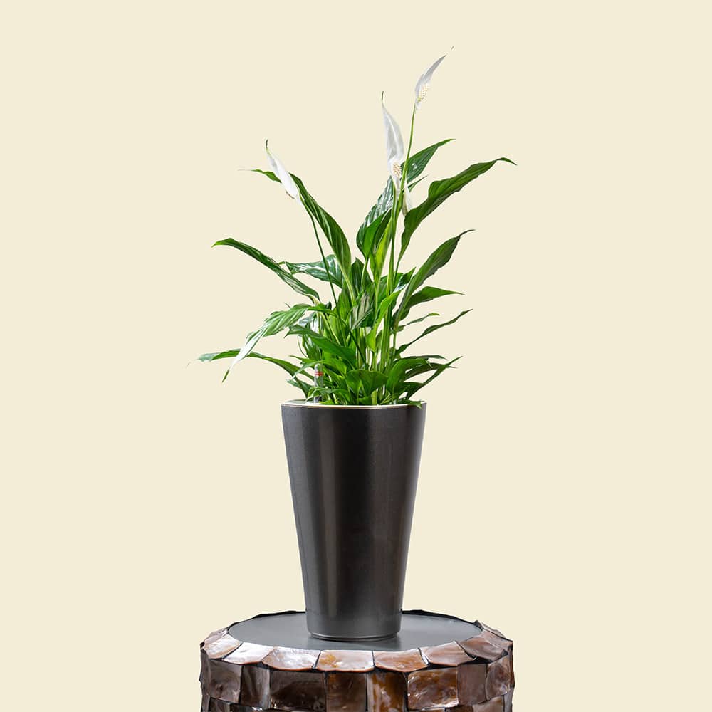 6 Spathiphyllum Bellini in Silver Grey Plastic Planter