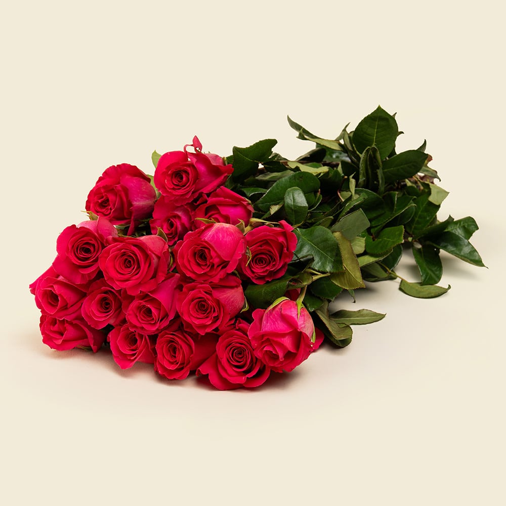 25 Deep Pink Roses Bunch 25 Deep Pink Roses Bunch
