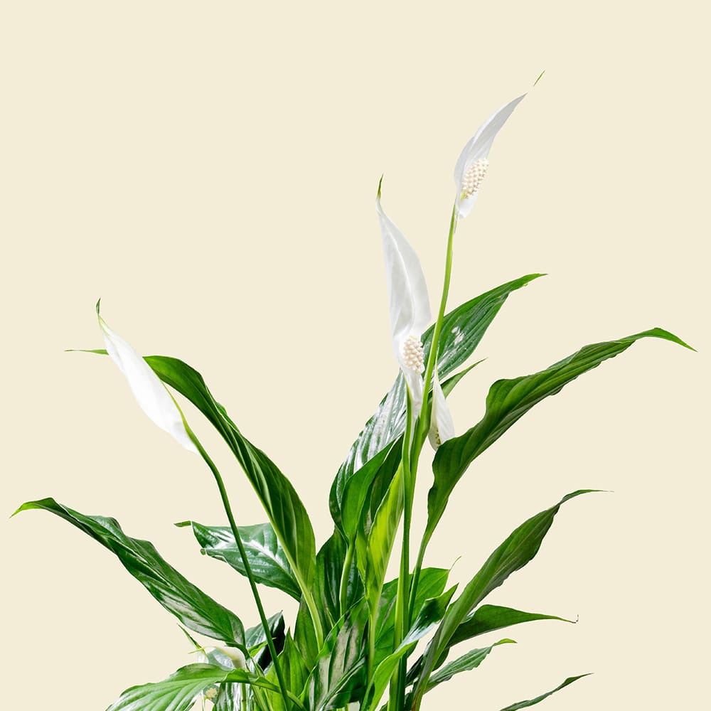 6.2 Spathiphyllum Bellini in Silver Grey Plastic Planter