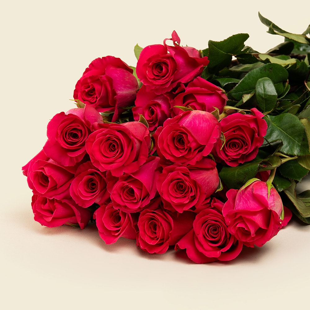 6.2 25 Deep Pink Roses Bunch