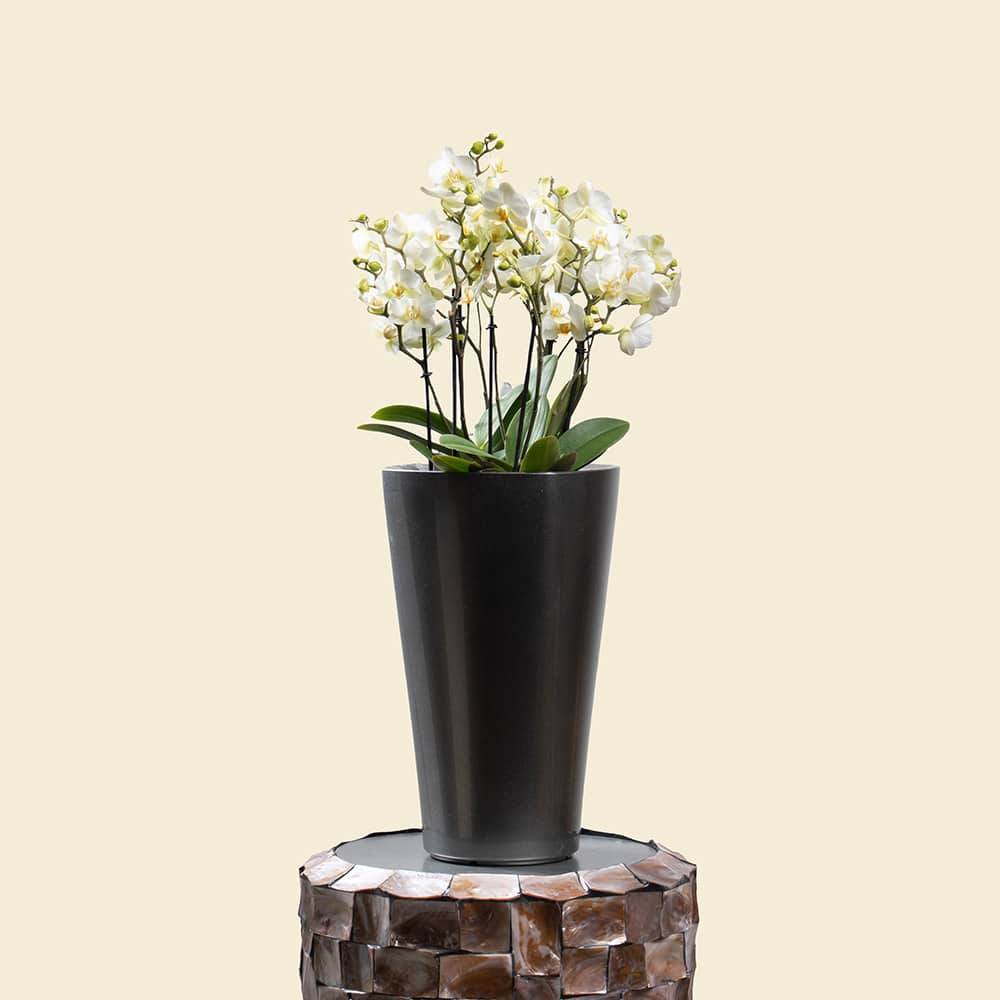 7 Phalaenopsis Orchid in Silver Grey Plastic Planter