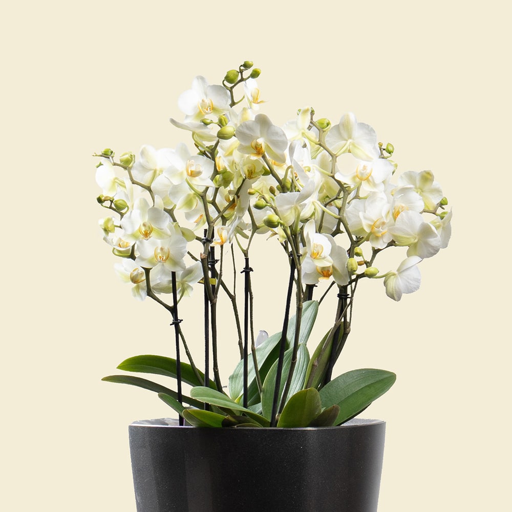 7.2 Phalaenopsis Orchid in Silver Grey Plastic Planter