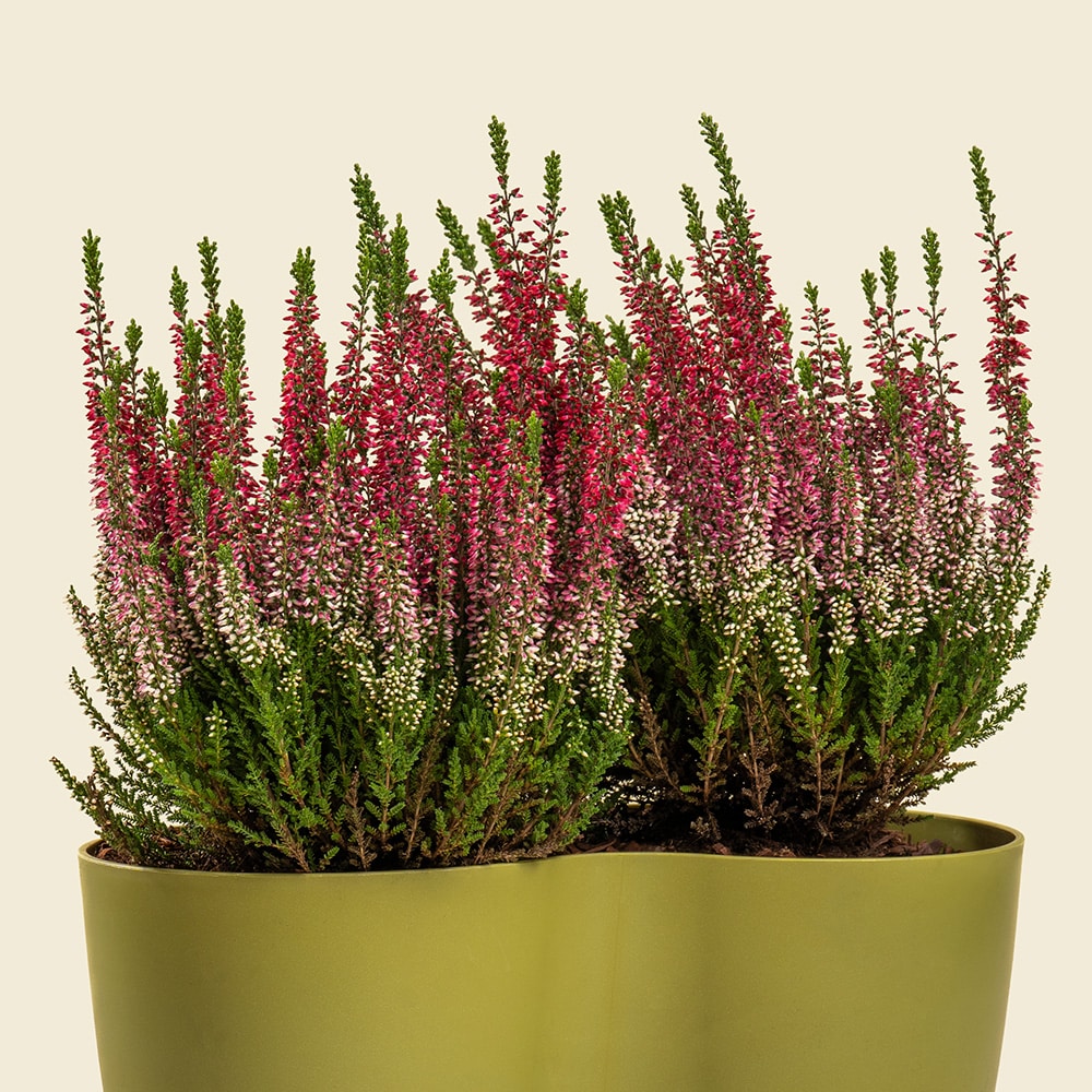 7.2 Calluna Plant (Heather Plant) – Colorful Flowering Plant for Home & Garden Décor