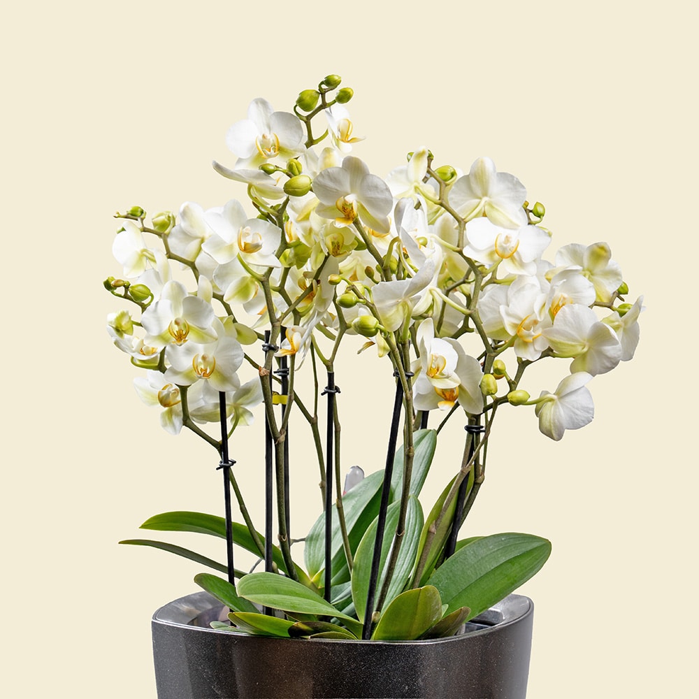 7.3 Phalaenopsis Orchid in Silver Grey Plastic Planter