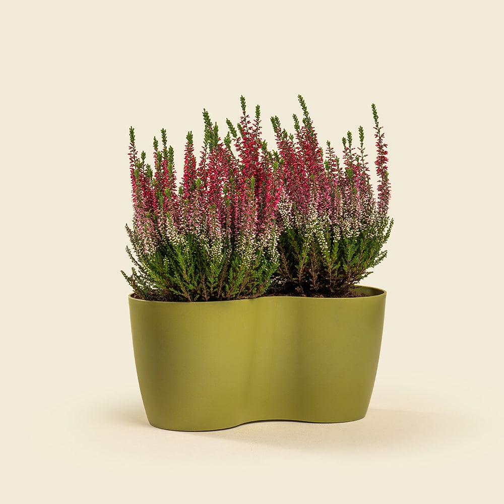 7 alluna Plant (Heather) – Colorful Flowering Plant for Home & Garden Décor