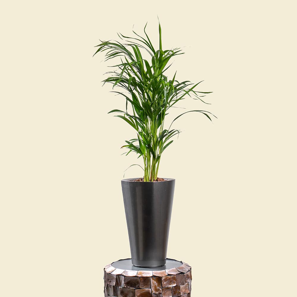 8 Dypsis Lutescens in Silver Grey Plastic Planter