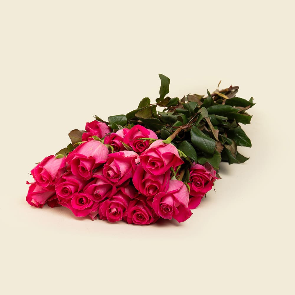 25 Fuchsia Roses Bunch