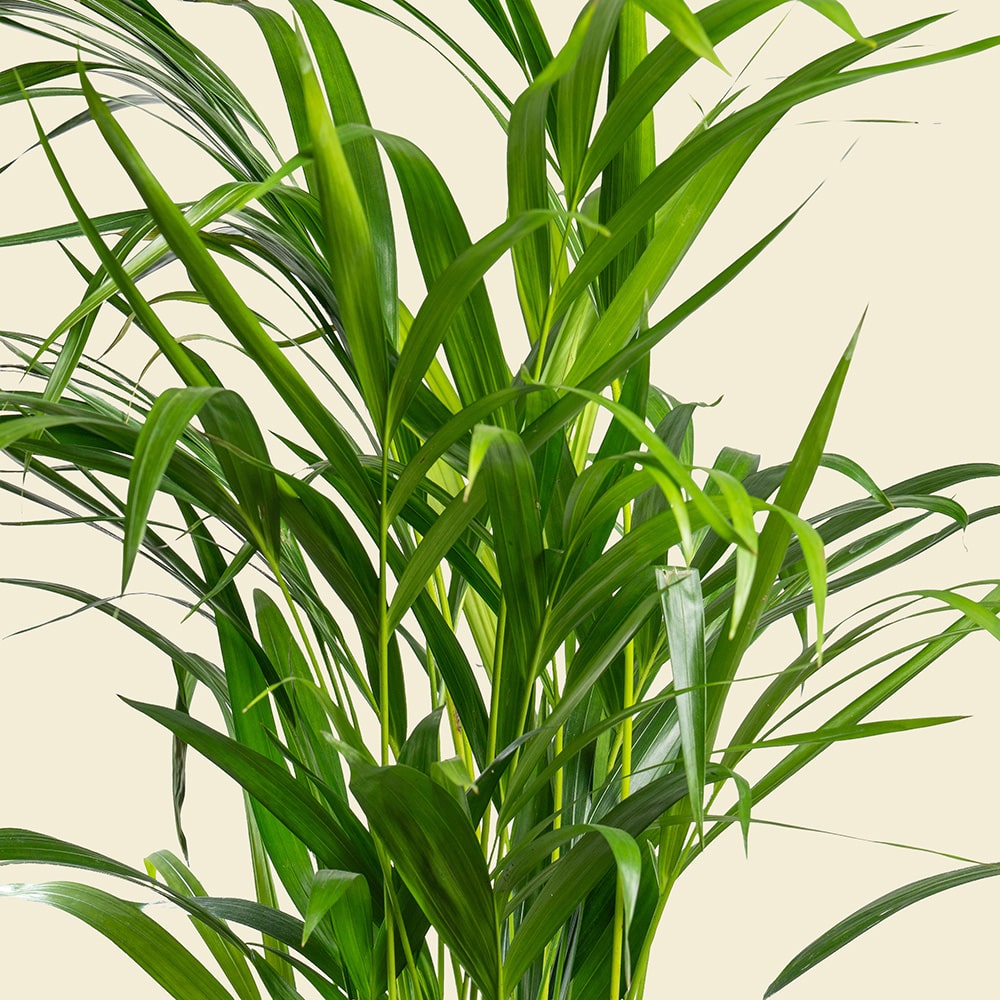 8.2 Dypsis Lutescens in Silver Grey Plastic Planter – Indoor Areca Palm Plant