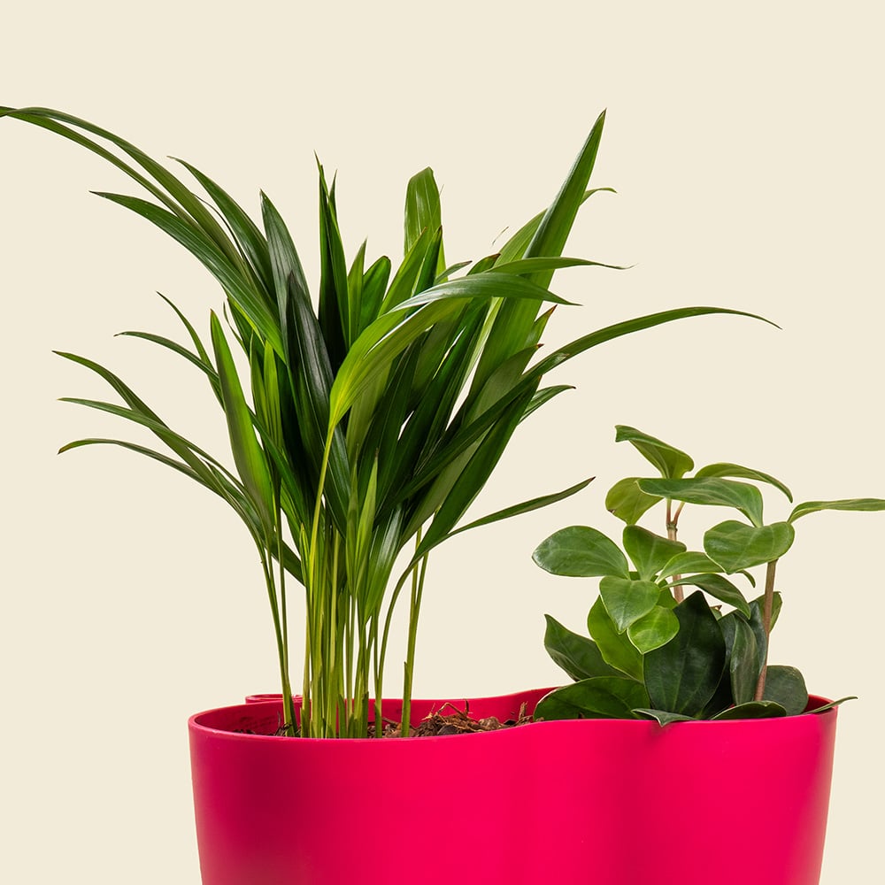 8.2 Dypsis & Peperomia Mix Plant
