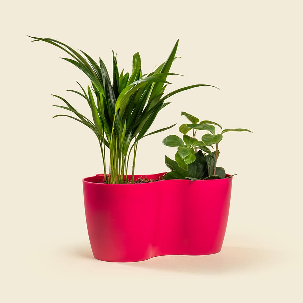 8 Dypsis & Peperomia Mix Plant – Indoor Green Duo in Ceramic Pot
