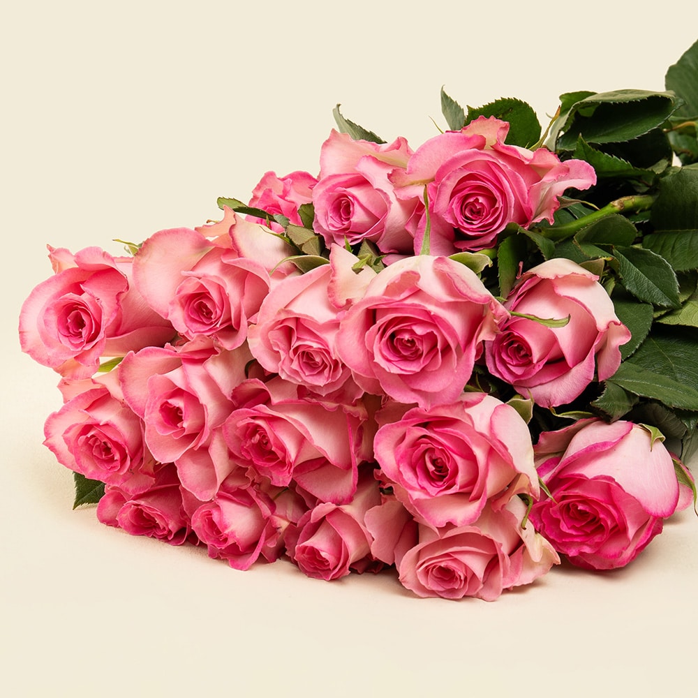 9.2 25 Baby Pink Roses Bunch