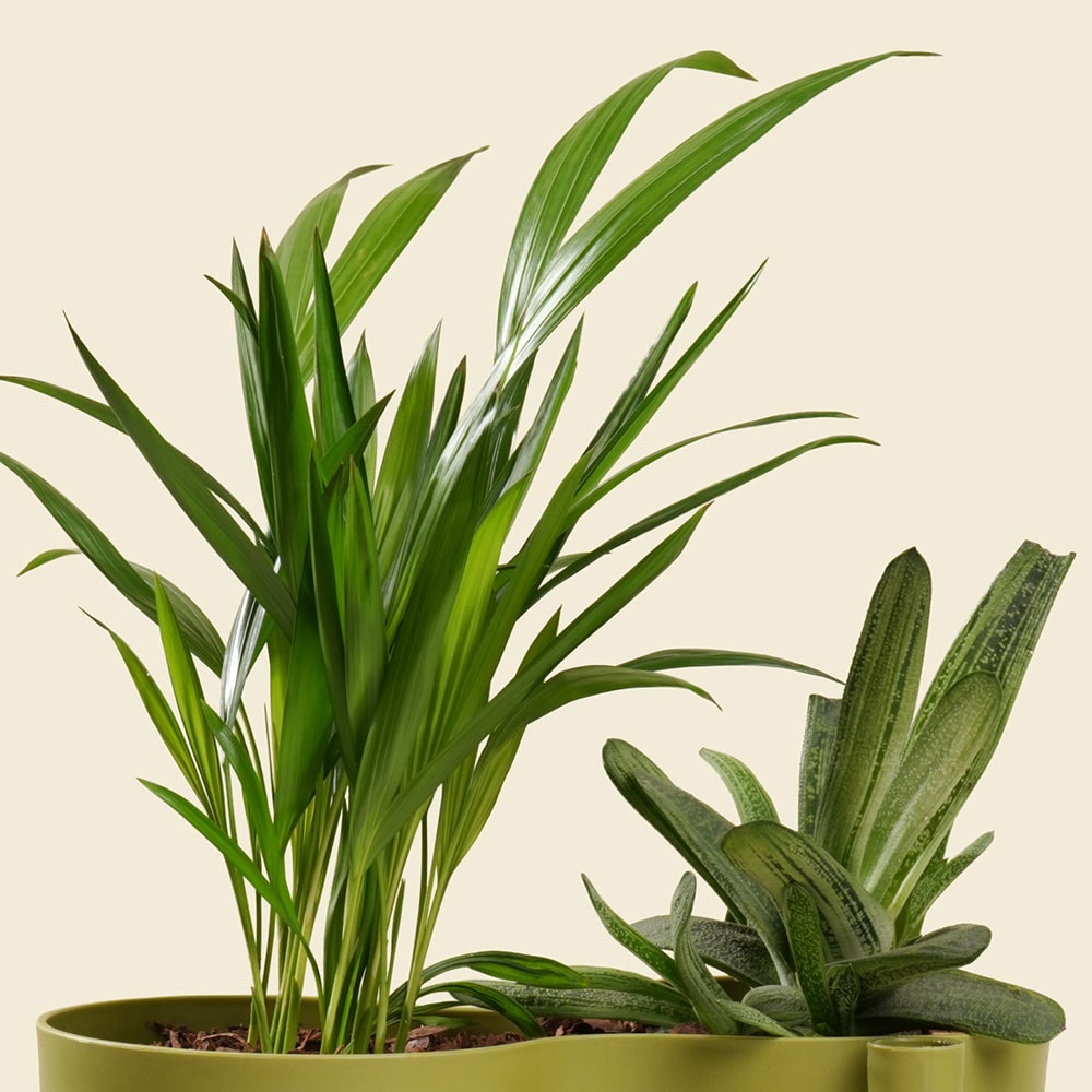 9.2 Dypsis & Aloe – Tropical Green Duo in Pot for Home & Office Décor