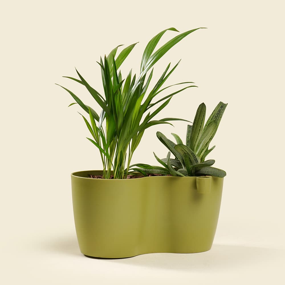 9 Dypsis & Aloe Mix Plant – Tropical Green Indoor Duo in Ceramic Pot