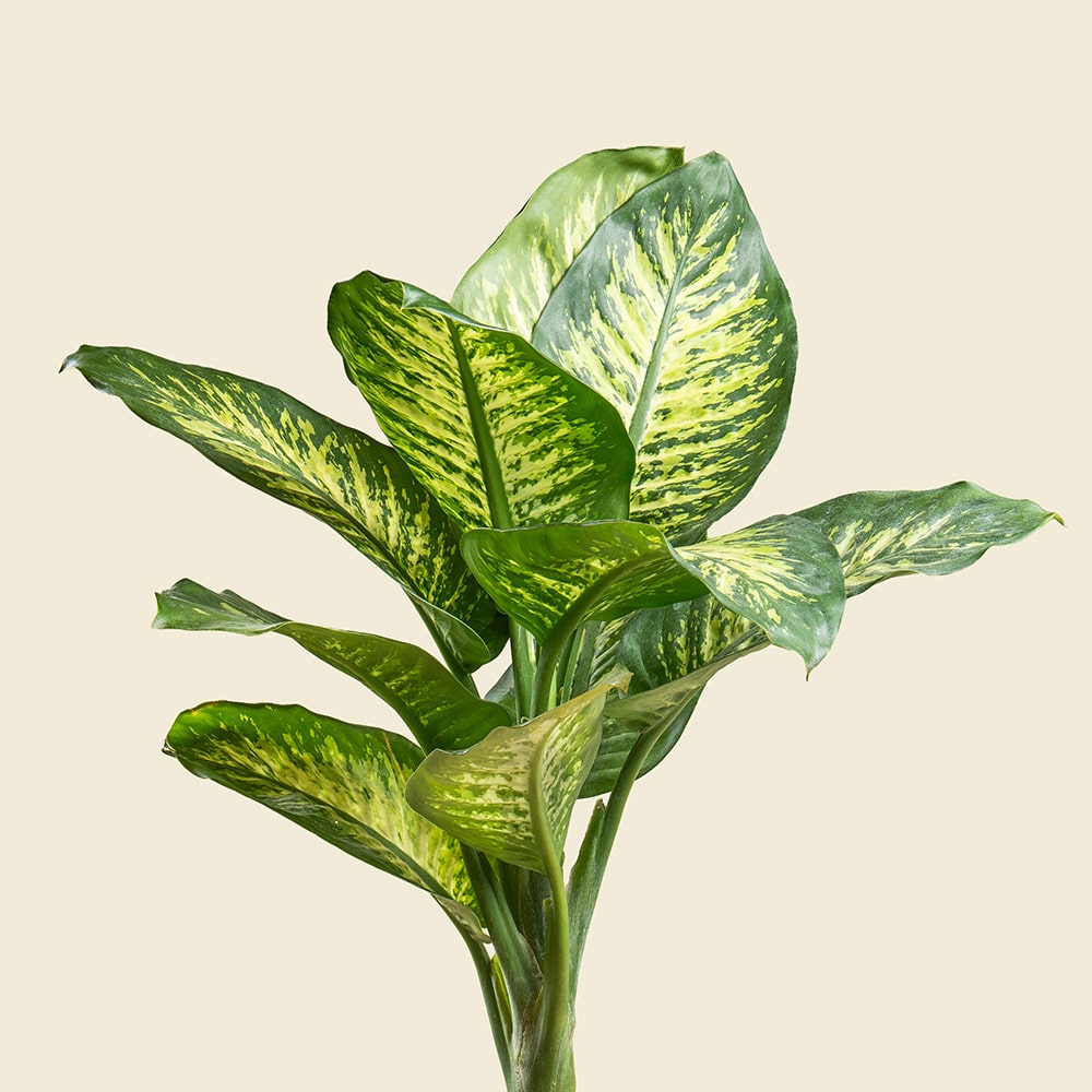 2.2 Dieffenbachia with Gold Ceramic Pot – Elegant Indoor Decorative Plant