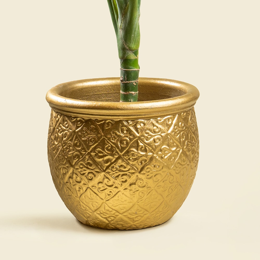 2.3 Dieffenbachia with Gold Ceramic Pot – Elegant Indoor Decorative Plant