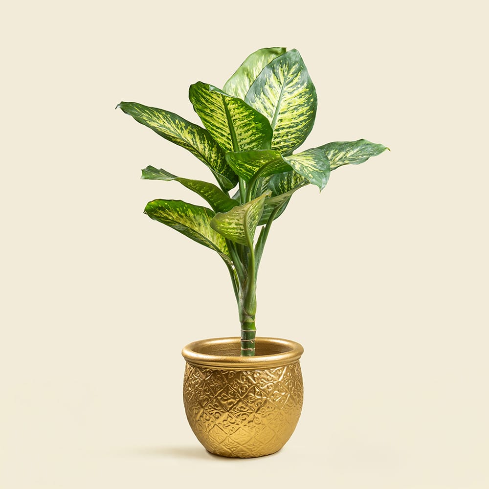 2 Dieffenbachia with Gold Ceramic Pot