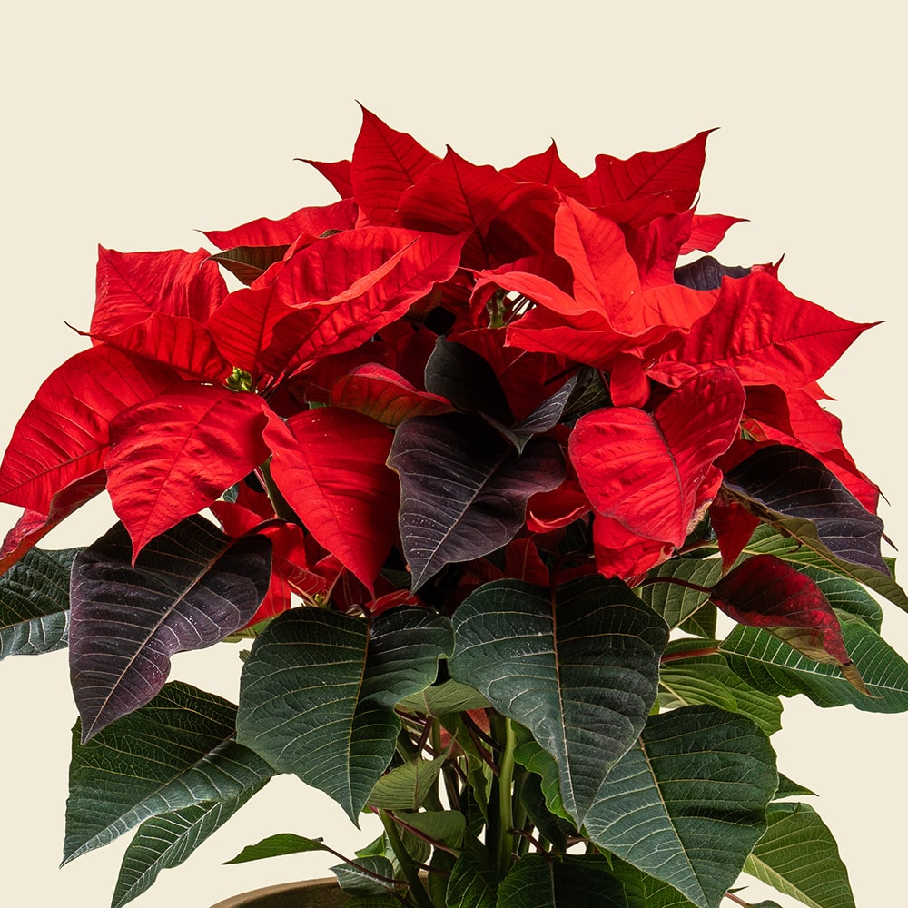 3.2 Poinsettia Plant with Gold Ceramic Pot - H45 cm