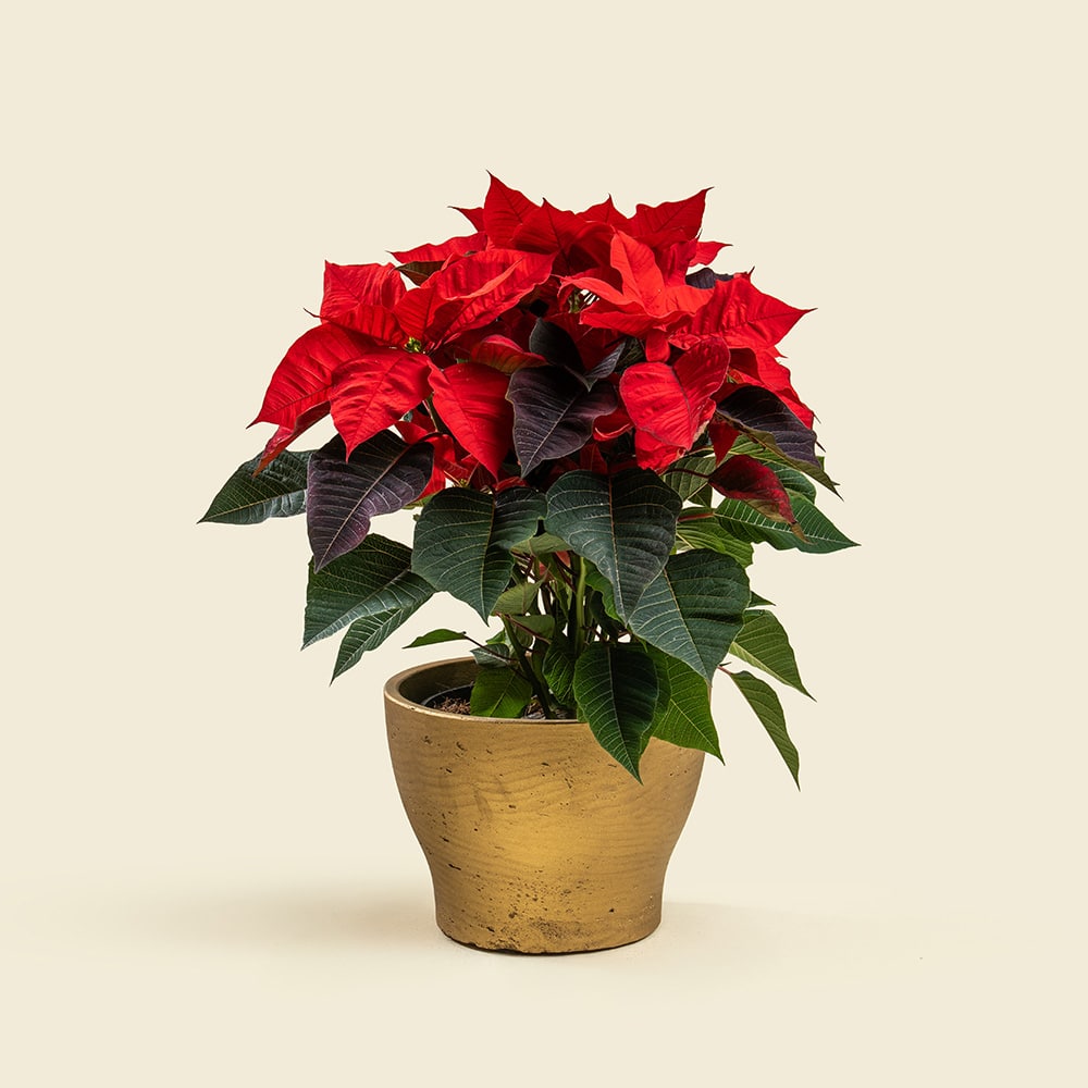 Poinsettia Plant with Gold Ceramic Pot H45 cm