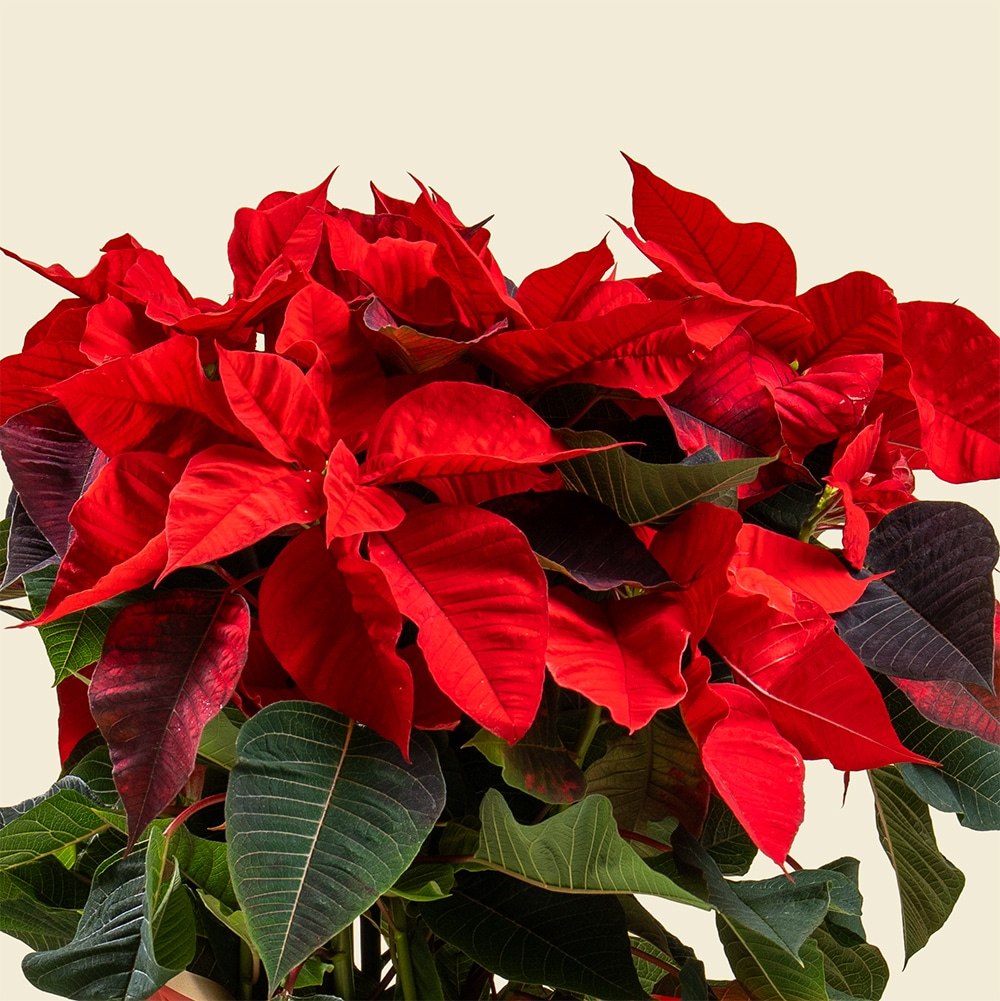 4.2 Poinsettia Plant with Red Wrapper (Without Pot)