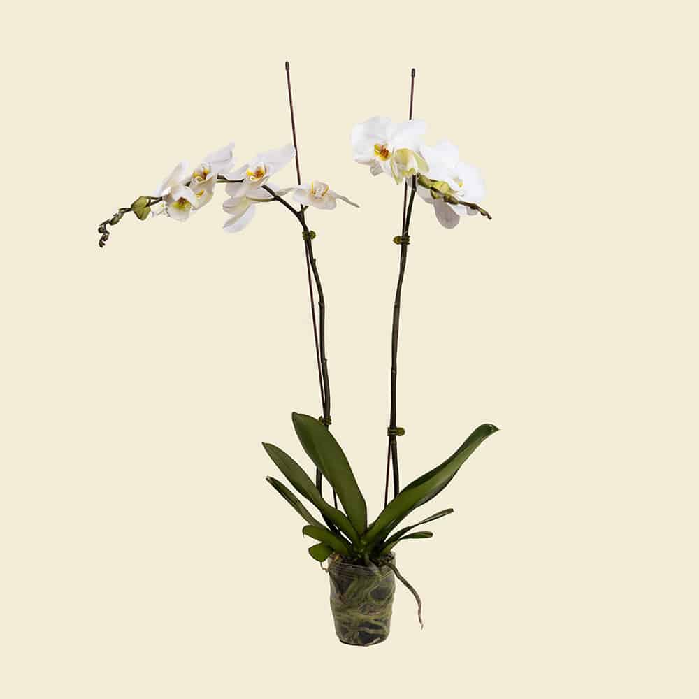 1-3.jpg White Phalaenopsis Orchid Plant (Without Pot)