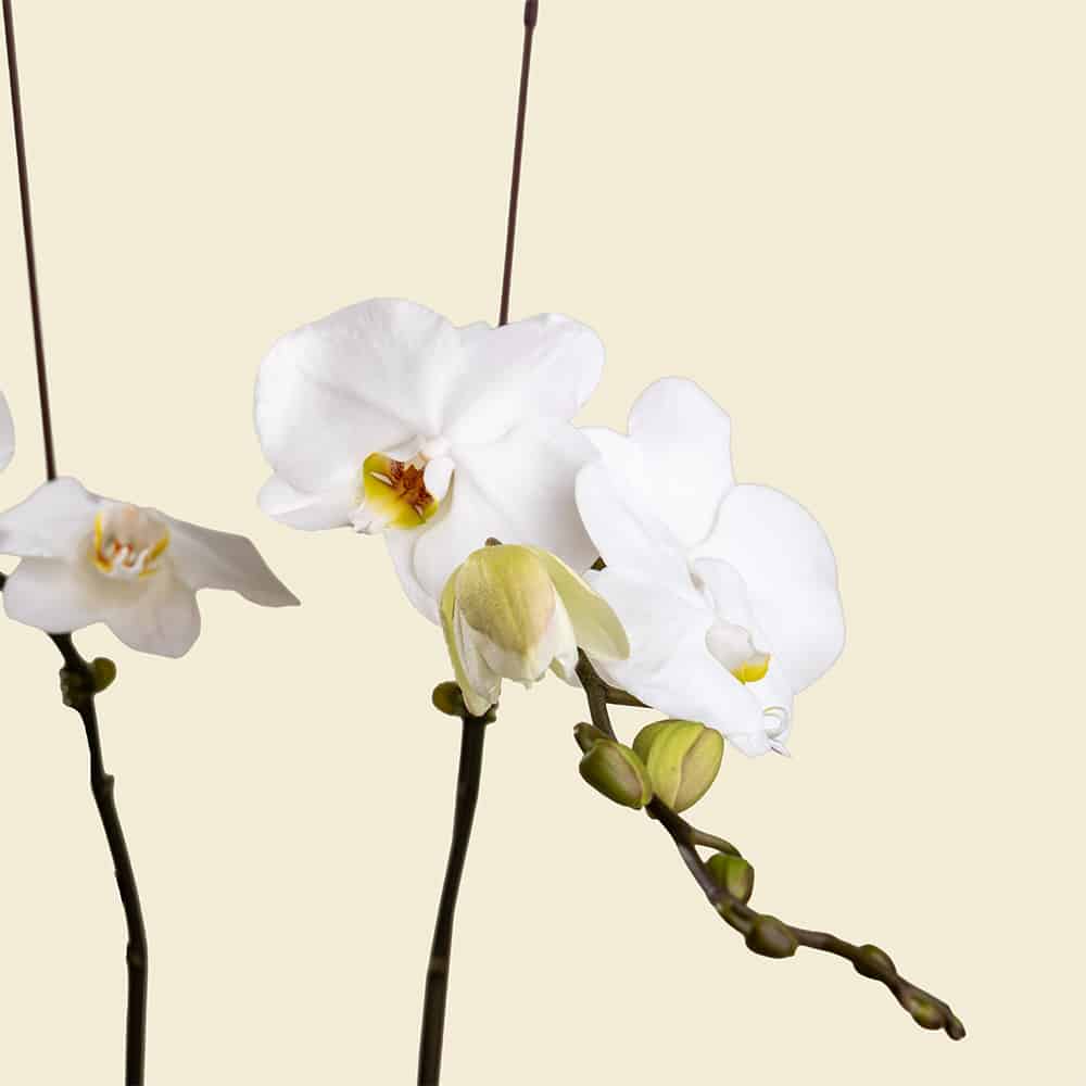 1.1-1.jpg White Phalaenopsis Orchid Plant (Without Pot)