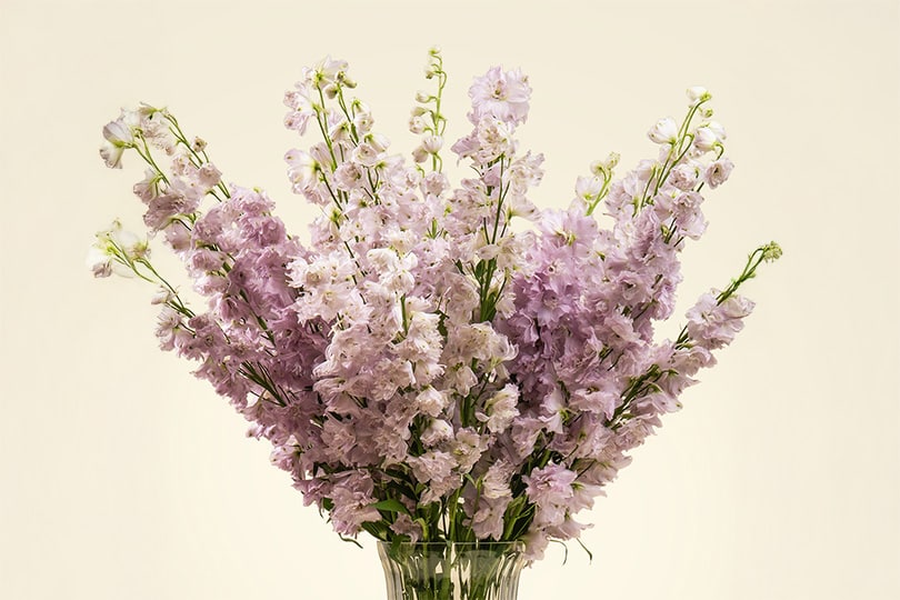 4.2 Purple Delphinium Glass Vase Arrangement 60cm