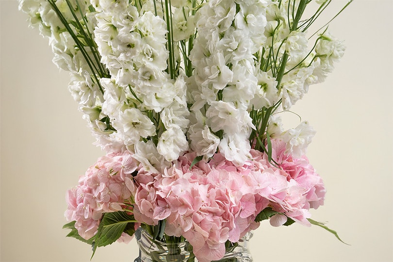 6.3 Delphinium & Hydrangea Arrangement with Chocolate in Glass Vase – 60cm