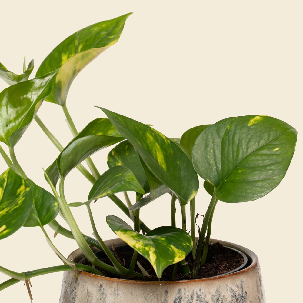 01.1 Compact Epipremnum (Pothos) Plant in Ceramic Vessel