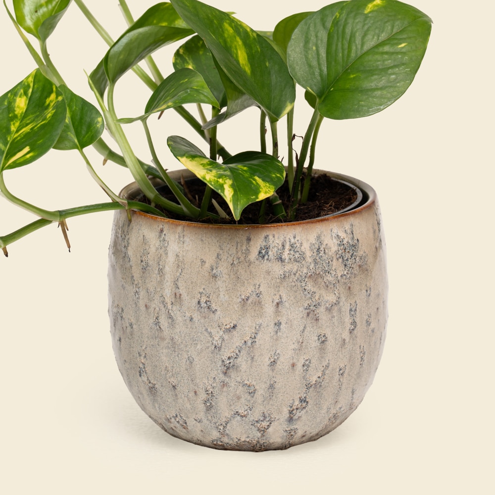 01.2 Compact Epipremnum (Pothos) Plant in Ceramic Vessel