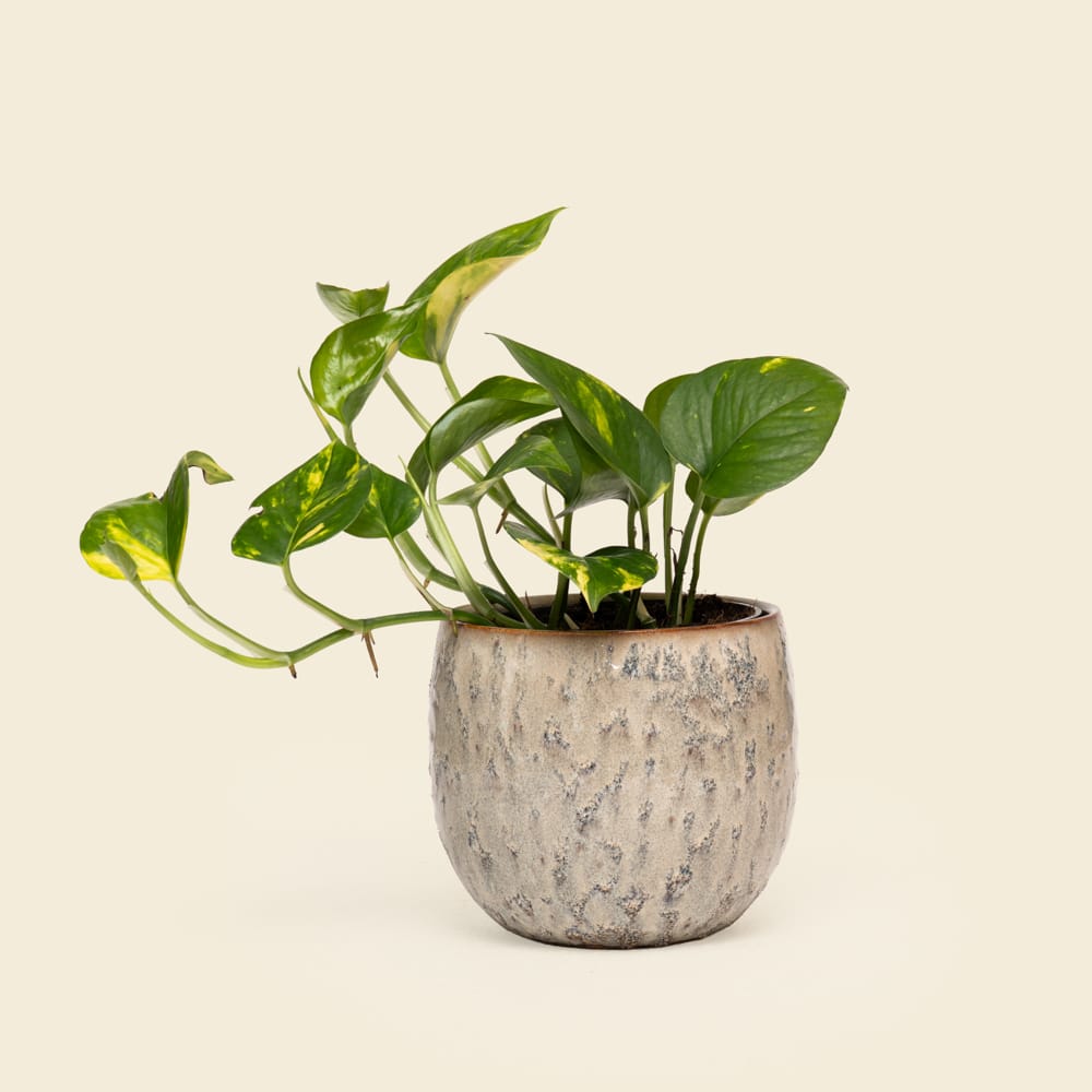 01 Compact Epipremnum (Pothos) Plant in Ceramic Vessel