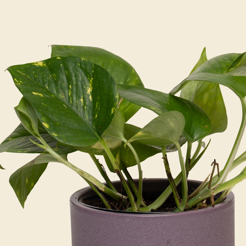 02.1 Mini Epipremnum Pothos Plant in Ceramic Vessel