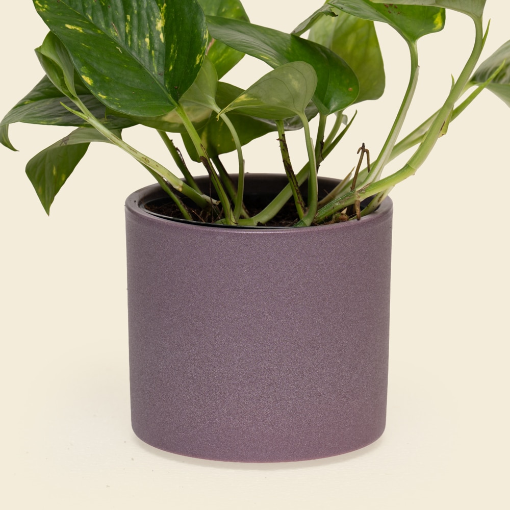 02.2 Mini Epipremnum Pothos Plant in Ceramic Vessel