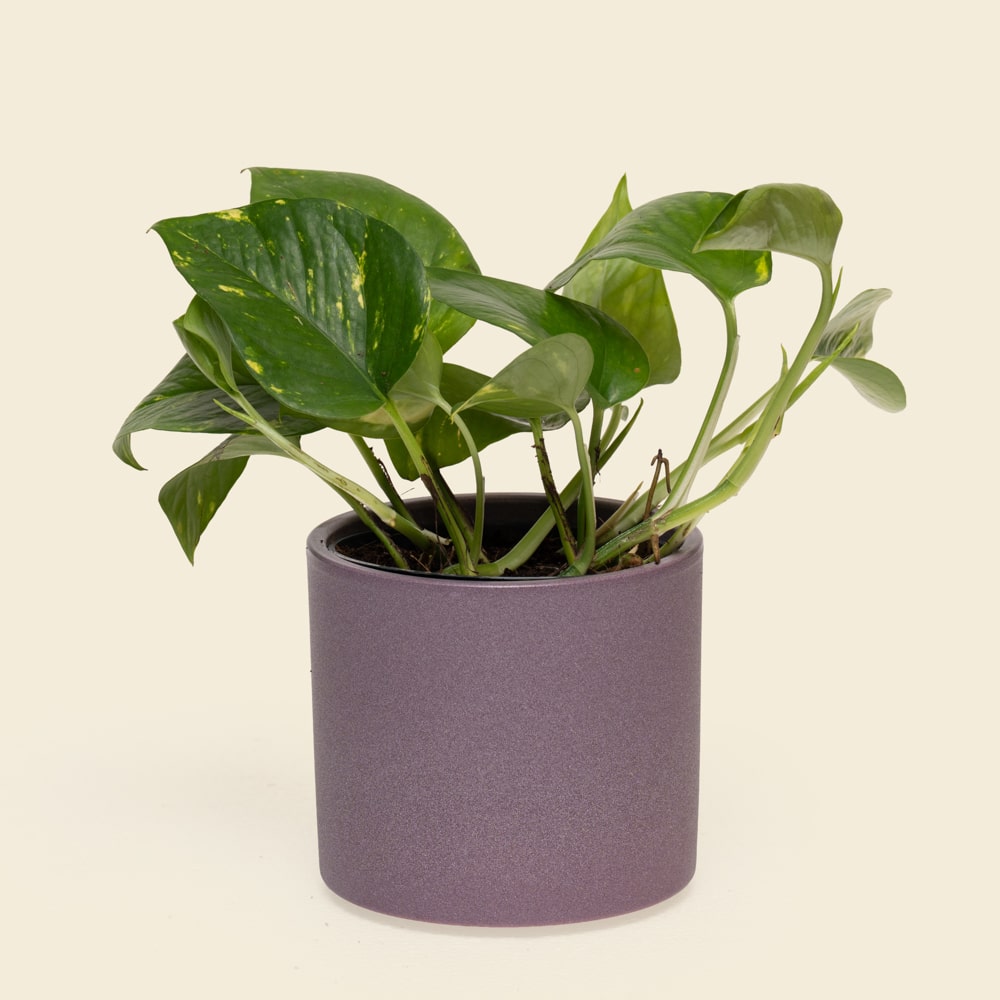 02 Mini Epipremnum Pothos Plant in Ceramic Vessel