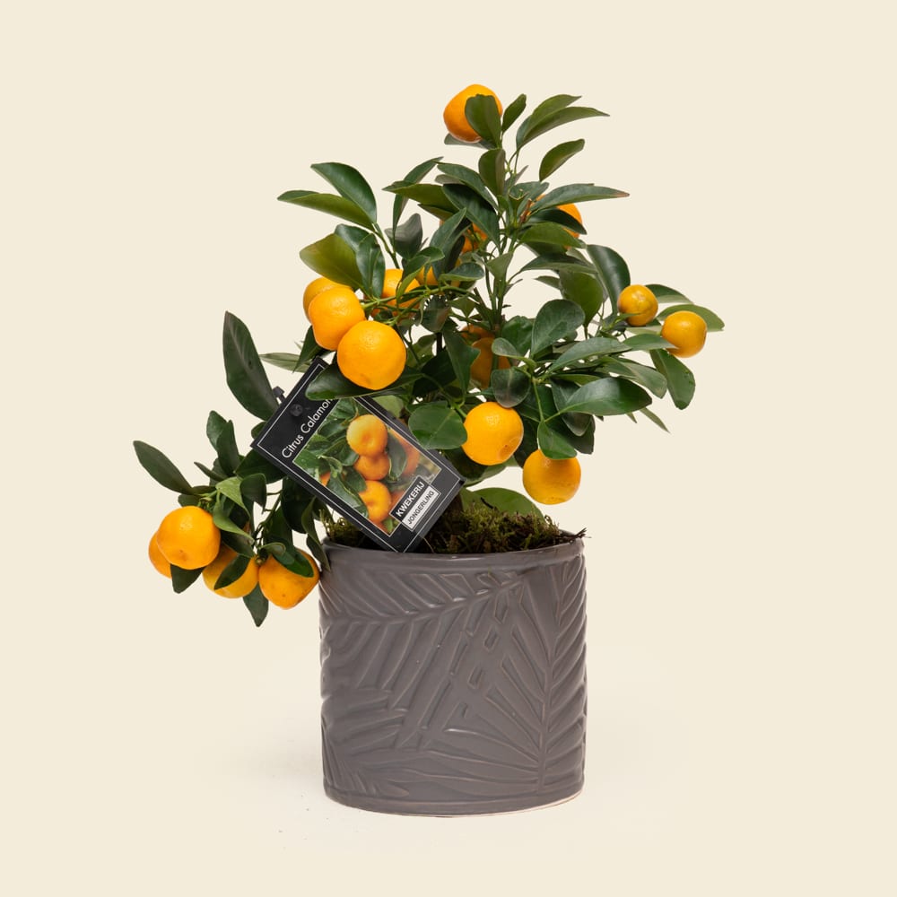 03 Citrofortunella Citrus Plant in Pattern Ceramic Vessel