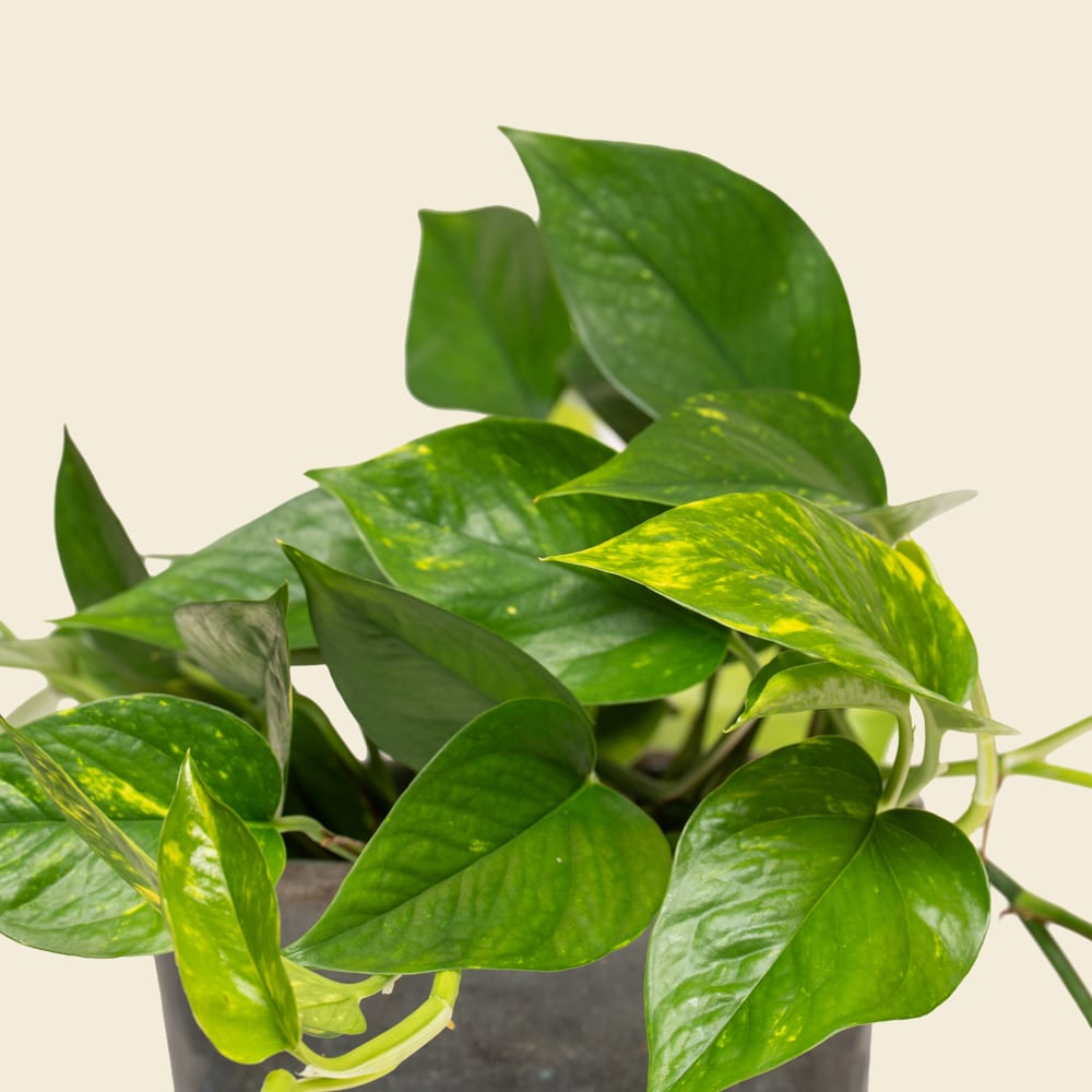 07.1 Lush Epipremnum Pothos in Ceramic Planter