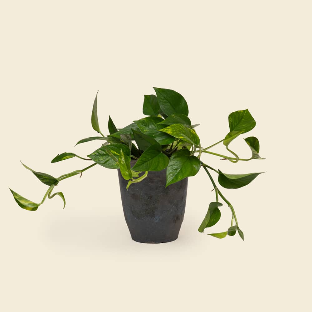07 Lush Epipremnum Pothos in Ceramic Planter