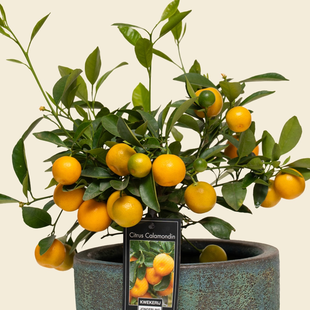 09.1 Grand Citrofortunella Citrus Tree in Ceramic Planter