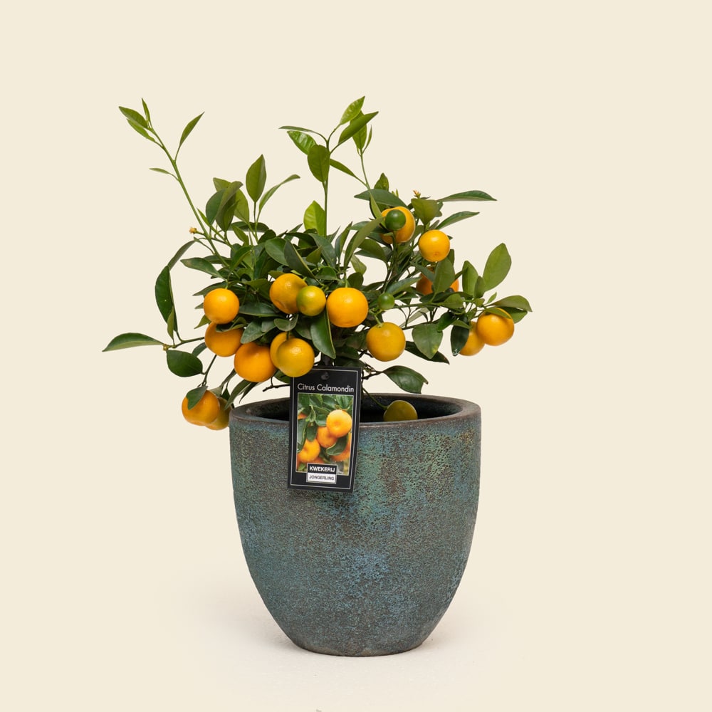 09 Grand Citrofortunella Citrus Tree in Ceramic Planter