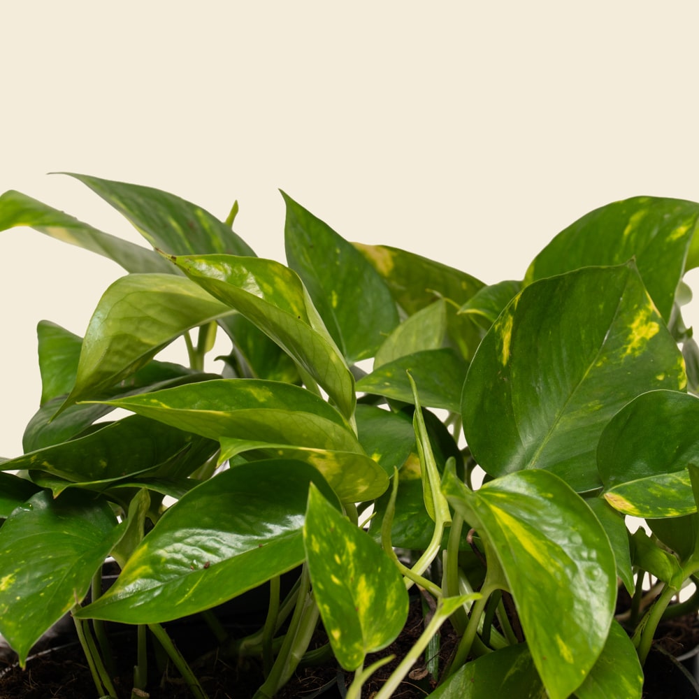 11.1 Wide Epipremnum Pothos Arrangement in Ceramic Bowl Planter