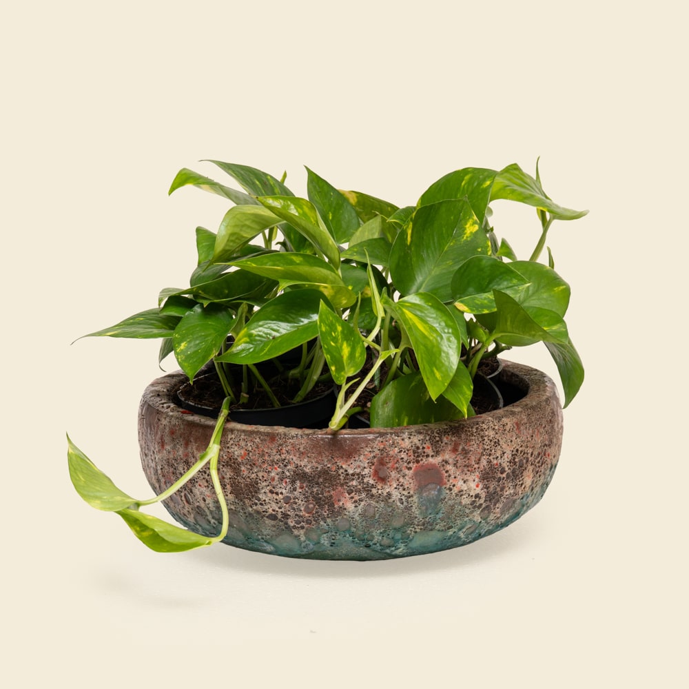 11 Wide Epipremnum Pothos Arrangement in Ceramic Bowl Planter