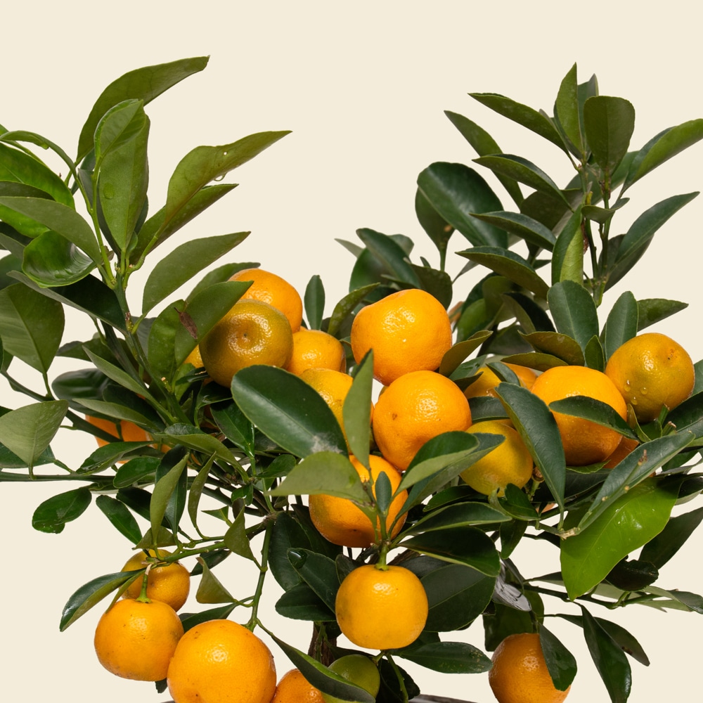 13.1 Classic Citrofortunella Citrus Plant in Stone Ceramic Pot