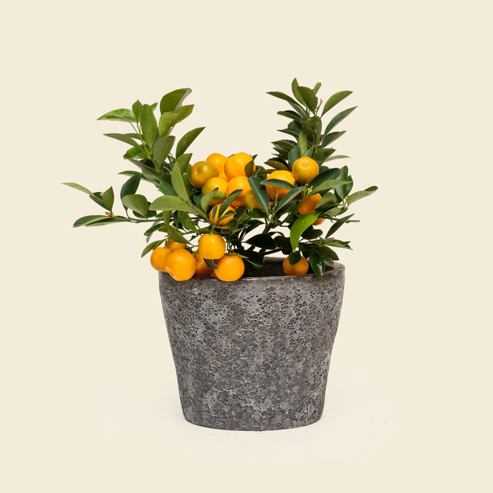 13 Classic Citrofortunella Citrus Plant in Stone Ceramic Pot