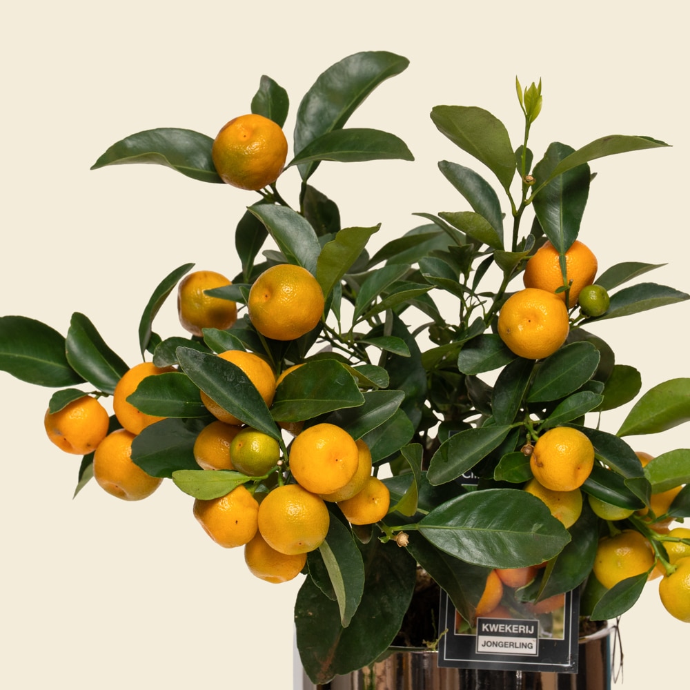 14.1 Mini Citrofortunella Citrus Plant in Ceramic Vessel