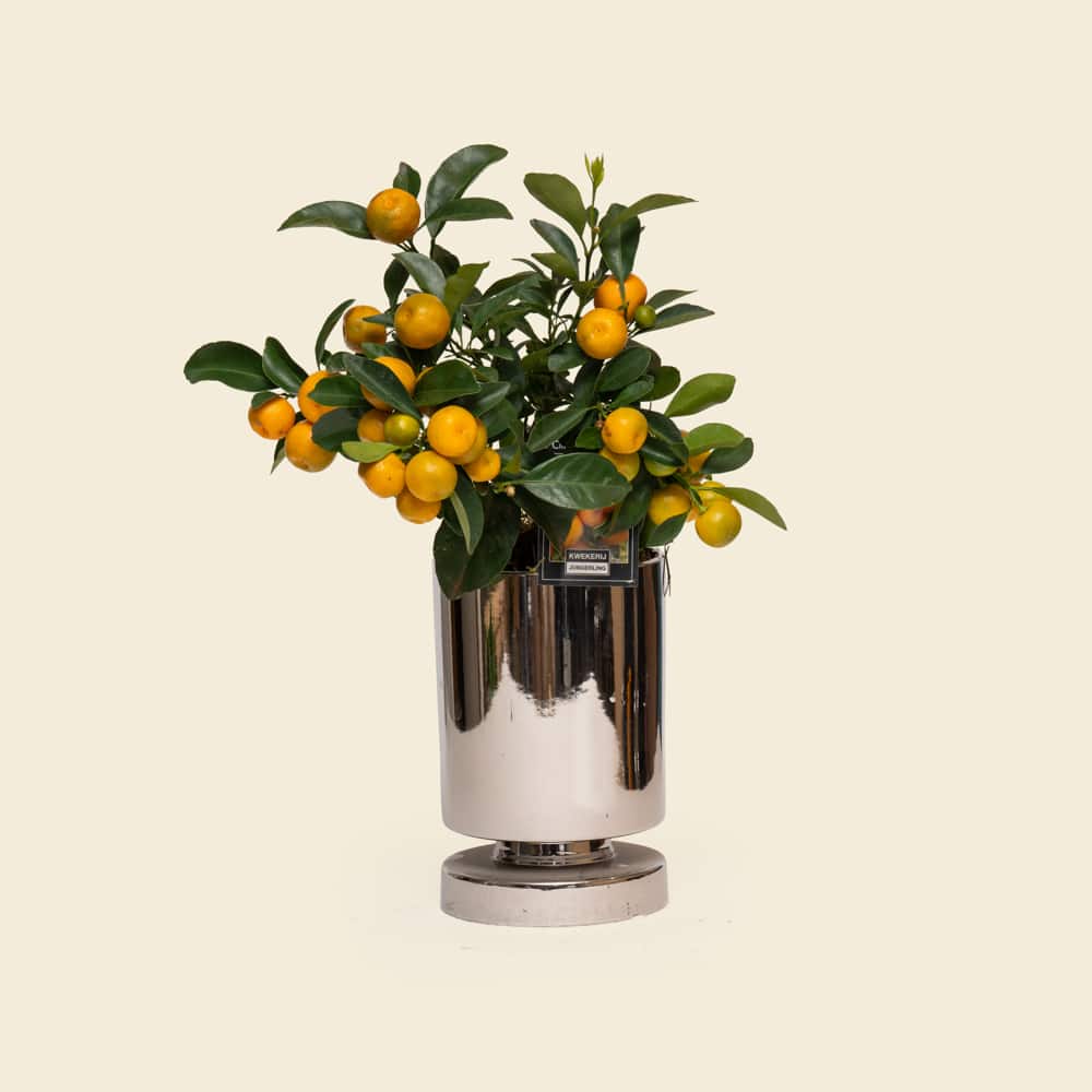 14 Mini Citrofortunella Citrus Plant in Ceramic Vessel