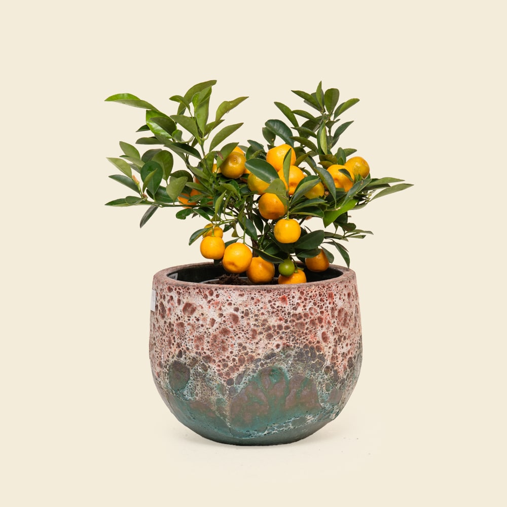 15 Large Citrofortunella Citrus Plant in Ceramic Vessel