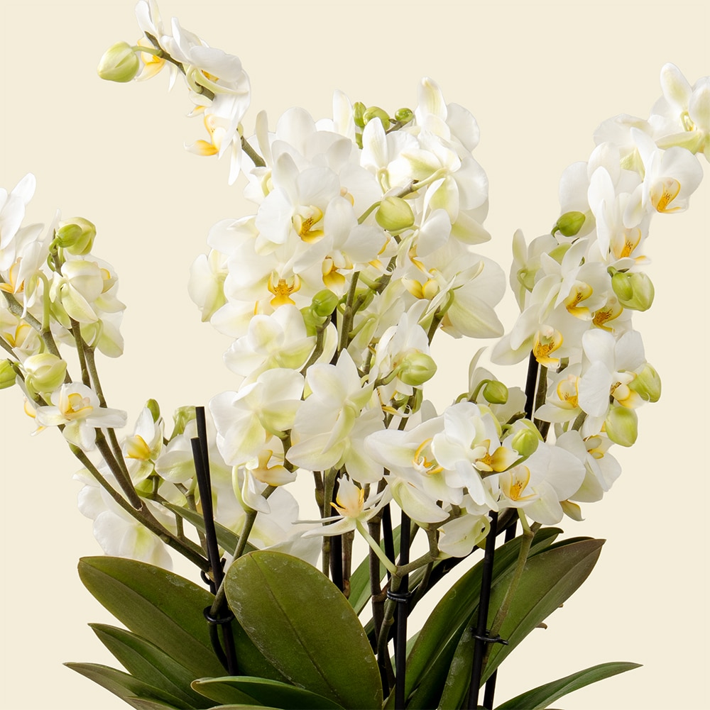 32.2 Mini Phalaenopsis Orchid Plant in White Pot with Graduation Hat Option