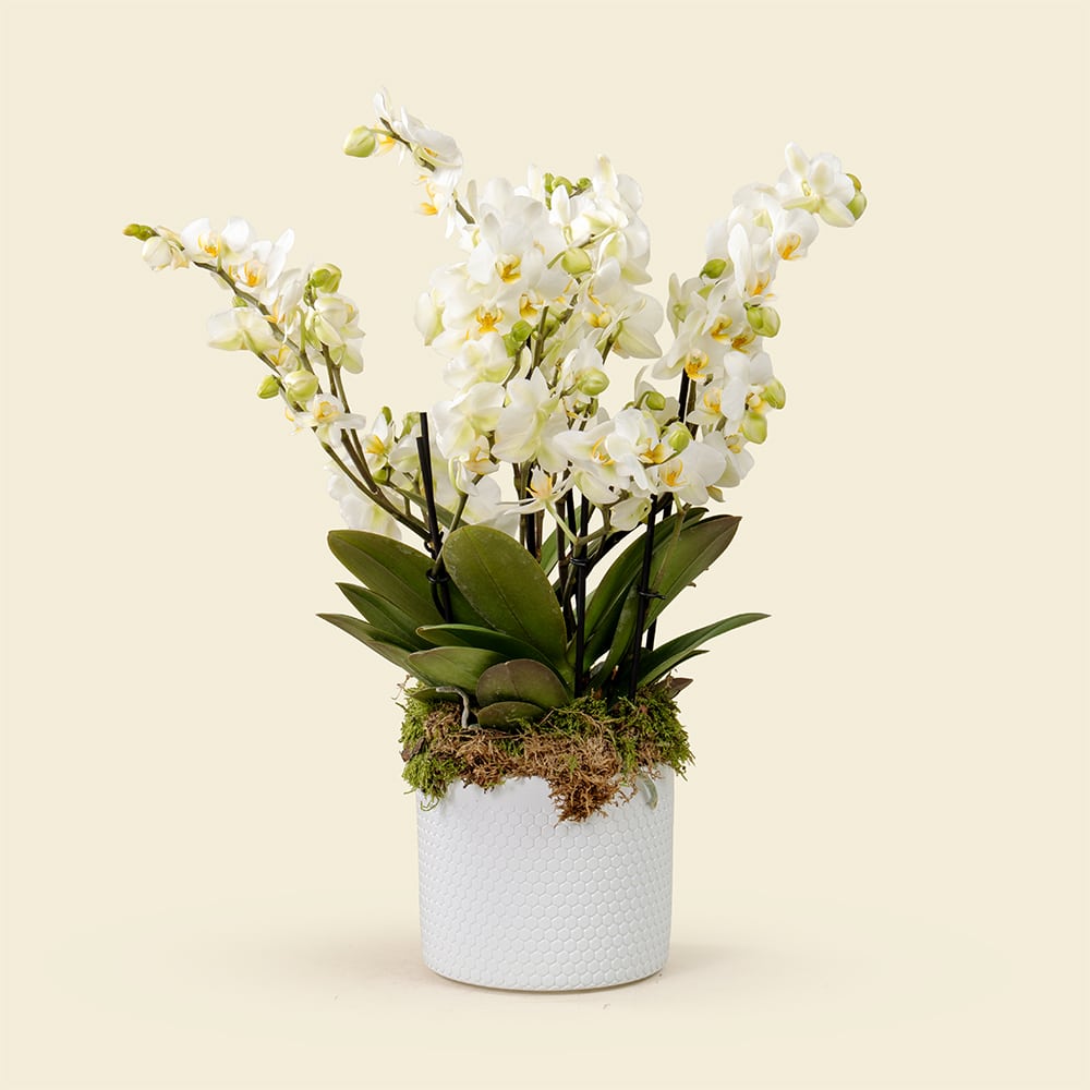 32 Mini Phalaenopsis Orchid Plant in White Pot with Graduation Hat Option