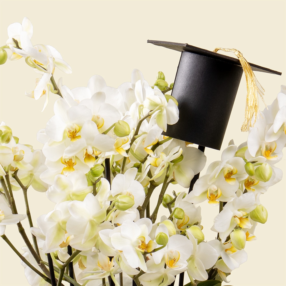 33.2 Mini Phalaenopsis Orchid Plant in White Pot with Graduation Hat Option